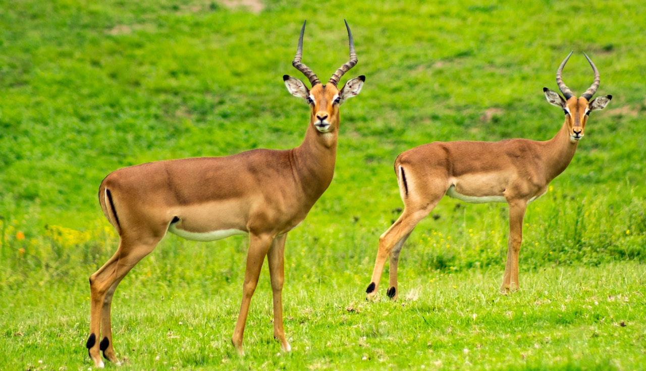 Wildlife of Africa 4K - Scenic Relaxation Film With African Music